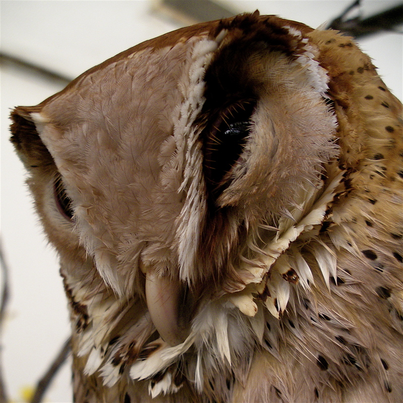 Oriental Bay Owl (Phodilus badius).jpg
