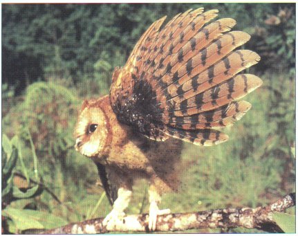Congo Bay-owl (Phodilus prigoginei).jpg