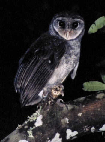 Greater Sooty Owl (Tyto tenebricosa).jpg