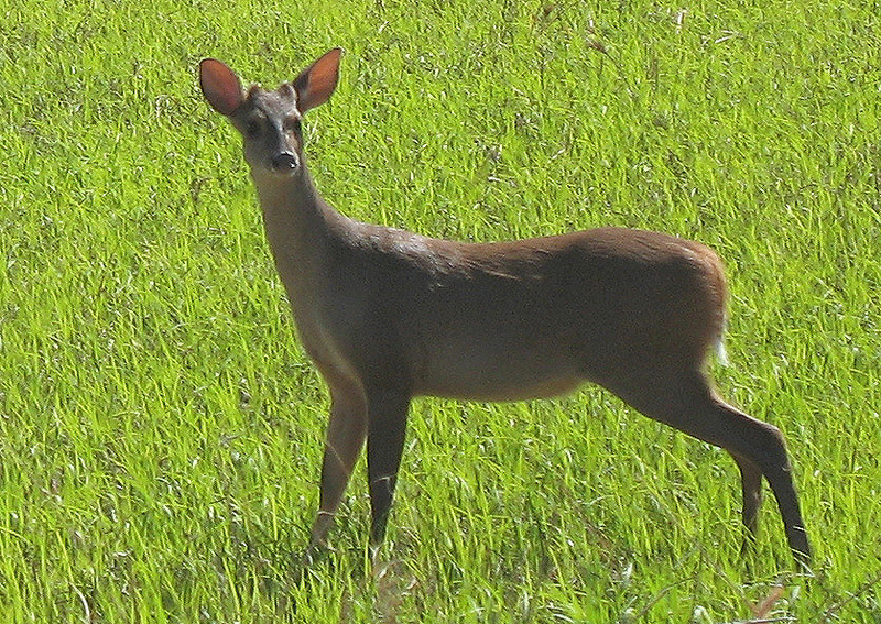 Red Brocket Deer (Mazama americana).jpg