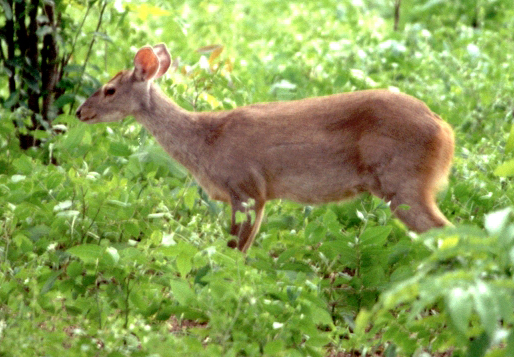 Gray Brocket Deer (Mazama gouazoubira).jpg