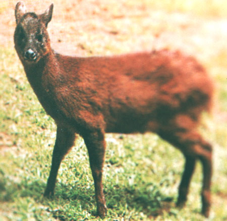 Fot venado1-Little Red Brocket Deer (Mazama rufina).jpg
