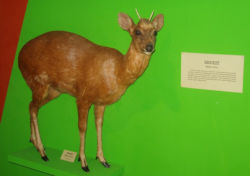 Merida Brocket deer (Mazama bricenii) (Harvard University).jpg