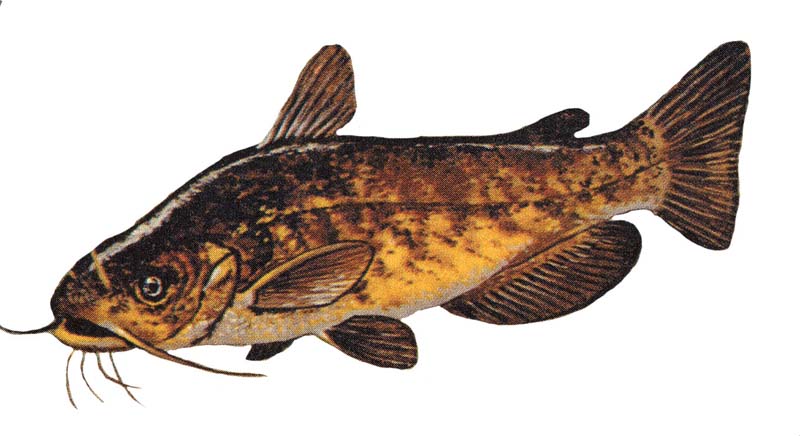 Ictalurus nebulosus GLERL 1-Brown Bullhead catfish (Ameiurus nebulosus).jpg