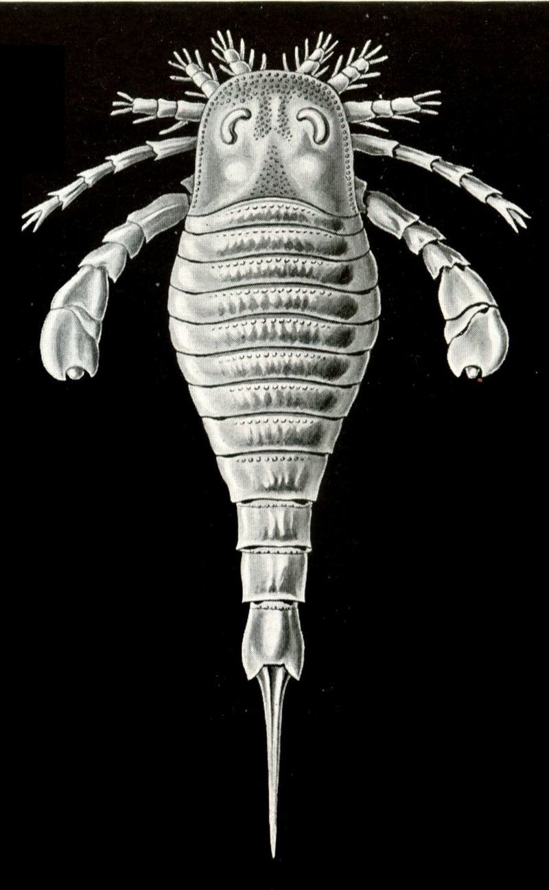 Haeckel Eurypterid-Sea Scorpion.jpg