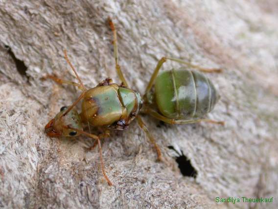 Oecophylla Queen - Green Tree Ant (Oecophylla smaragdina) or weaver ant.jpg