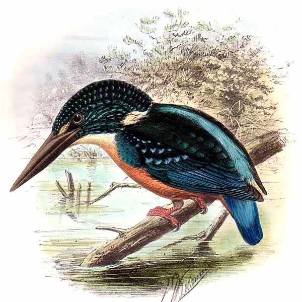 martin-pecheur de blyth jgke 0g - Blyth\'s Kingfisher (Alcedo hercules).jpg