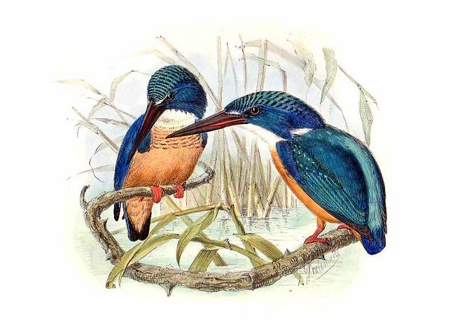 martin-pecheur a demi-collier jgke 0g Half-collared Kingfisher (Alcedo semitorquata).jpg