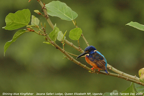 Shining Blue Kingfisher (Alcedo quadribrachys).jpg
