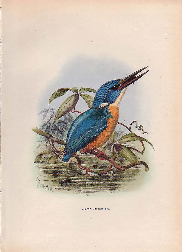Blue-eared Kingfisher (Alcedo meninting).jpg