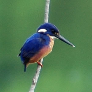 Azure Kingfisher (Alcedo azurea).jpg