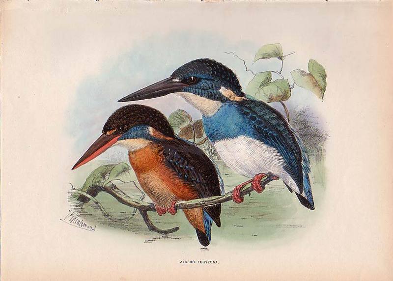 Blue-banded Kingfisher (Alcedo euryzona).jpg