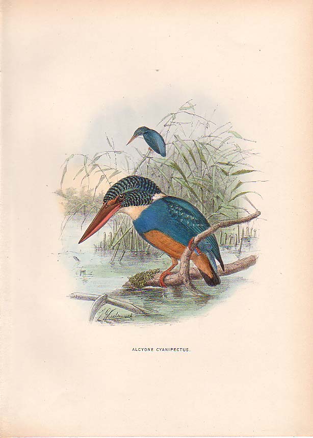 Indigo-banded Kingfisher (Alcedo cyanopectus).jpg