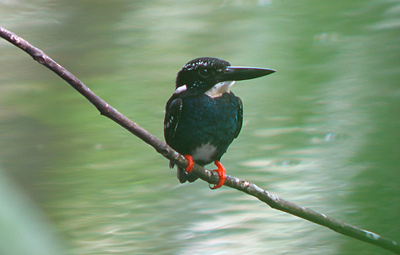 Silvery Kingfisher (Alcedo argentata) 16.jpg