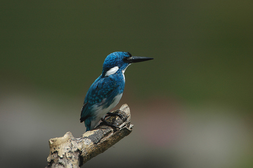 Small Blue Kingfisher (Alcedo coerulescens).jpg