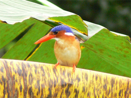 STP-Kingfisher448-Pr??ncipe Kingfisher (Alcedo nais) from Principe.jpg
