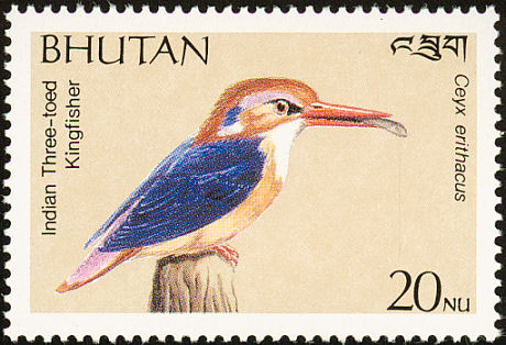 bhu198911l-Indian Three-toed Kingfisher, Black-backed Kingfisher (Ceyx erithaca).jpg