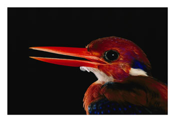 A-Close-View-of-the-Head-of-a-Philippine Dwarf Kingfisher (Ceyx melanurus)-Posters.jpg