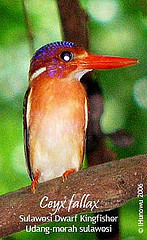 Sulawesi Dwarf Kingfisher (Ceyx fallax).jpg