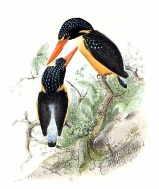 martin-pecheur gracieux jgke 1g - Variable Dwarf Kingfisher (Ceyx lepidus).jpg