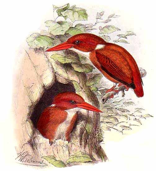 martin-pecheur malgache jgke 0g - Madagascar Pygmy-kingfisher (Ceyx madagascariensis) - Ispidina madagascariensis.jpg