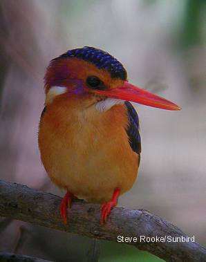 African Pygmy-kingfisher (Ispidina picta).jpg