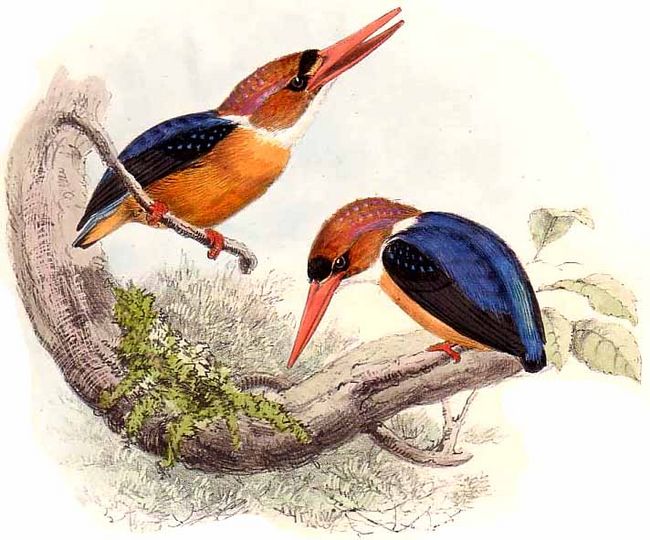 martin-pecheur a tete rousse jgke 0g - African Dwarf Kingfisher (Ispidina or Ceyx lecontei).jpg