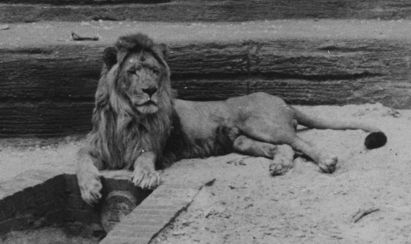Barbary Lion (Panthera leo leo) 80.jpg