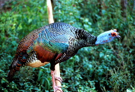 Ocellated Turkey (Meleagris ocellata) B6.jpg