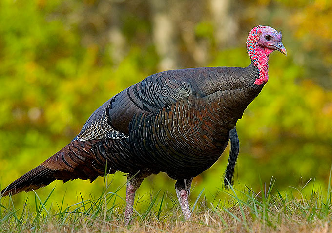 Wild turkey eastern us-Wild Turkey (Meleagris gallopavo).jpg