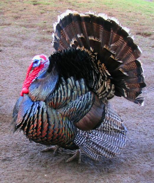 Male north american turkey supersaturated-Domesticated Turkey (Meleagris gallopavo).jpg