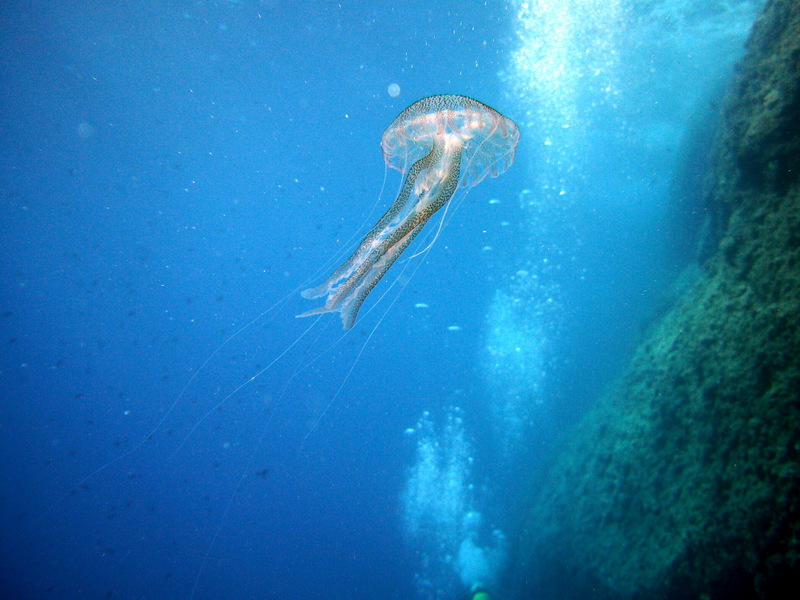 Mauve Stinger Jellyfish (Pelagia noctiluca).jpg