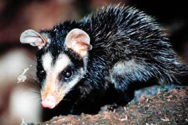 gamba1 Big-eared Opossum (Didelphis aurita).jpg