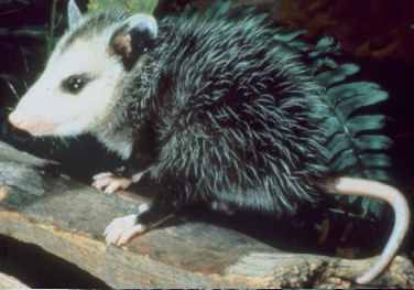 Common Opossum, Manicou  (Didelphis marsupialis).jpg