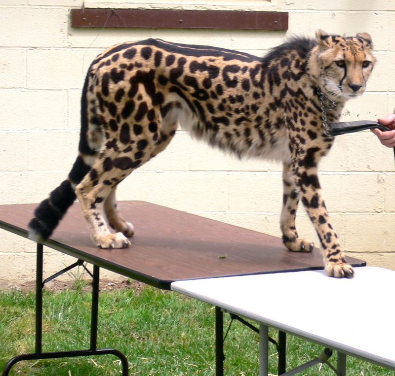 Acinonyx jubatus King Cheetah.jpg