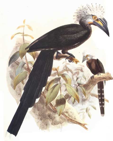 calao a huppe blanche dage 1g - White-crested Hornbill (Tropicranus albocristatus).jpg