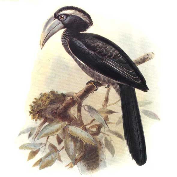 calao de hartlaub dage 0g - Black Dwarf Hornbill (Tockus hartlaubi).jpg