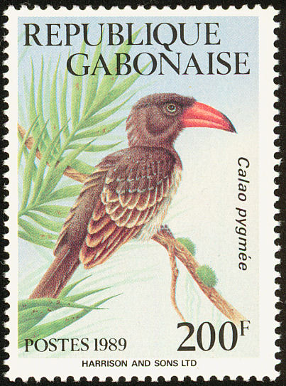 gab198903l-Red-billed Dwarf Hornbill, Tockus camurus.jpg