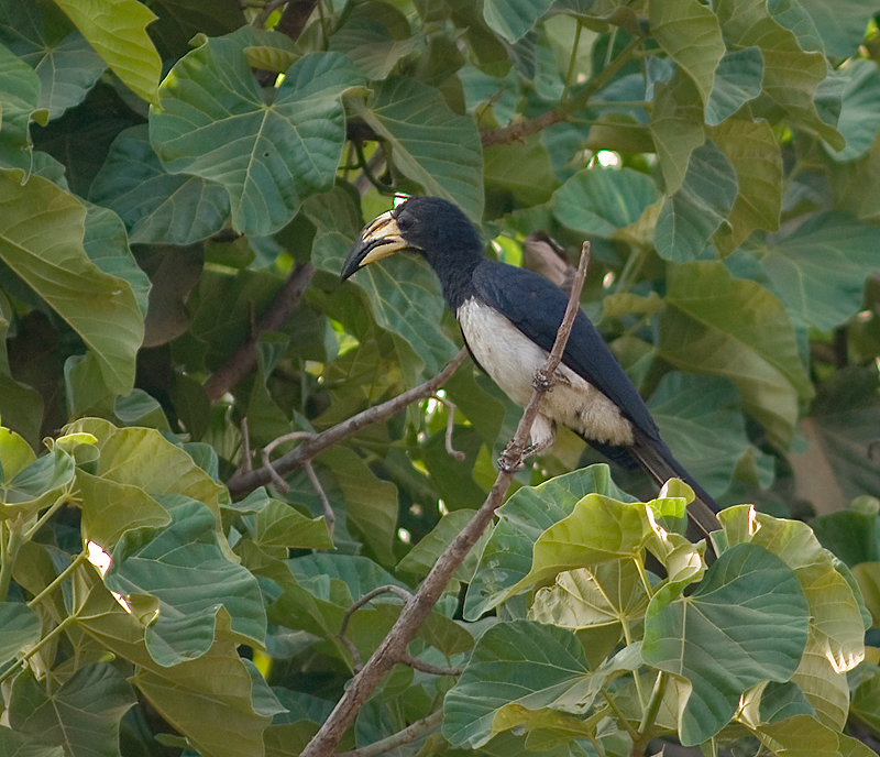 African Pied Hornbill (Tockus fasciatus).jpg