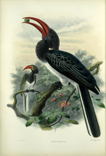 elliottockus-Hemprich\'s Hornbill (Tockus hemprichii).jpg