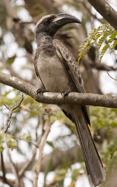 AghornbillforWIKI2007-African Grey Hornbill (Tockus nasutus).jpg