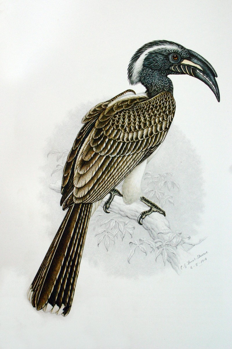 African Grey Hornbill (Tockus nasutus) 00.jpg