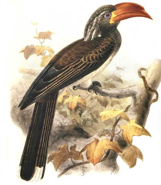 calao a bec pale dage 0g - Pale-billed Hornbill (Tockus pallidirostris).jpg