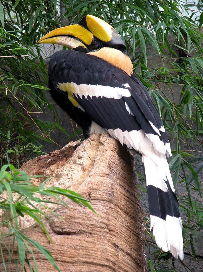 Doppelhornvogel-09-Great Hornbill (Buceros bicornis).jpg