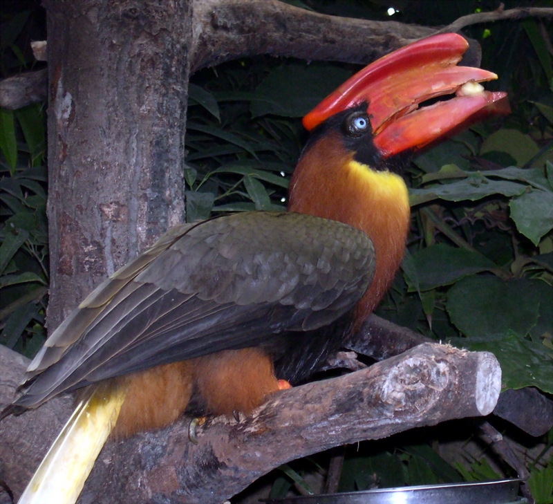 Rufous Hornbill (Buceros hydrocorax) eating.jpg