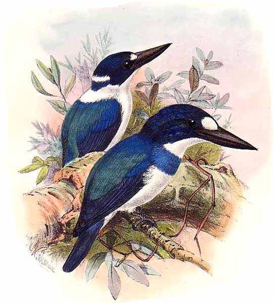 martin-chasseur des moluques jgke 0g - Blue-and-white Kingfisher (Todiramphus diops).jpg