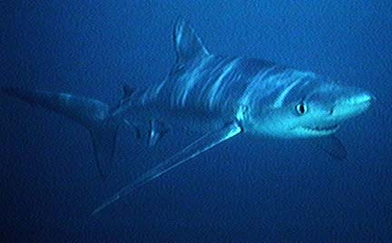 Blue Shark (Prionace glauca).jpg