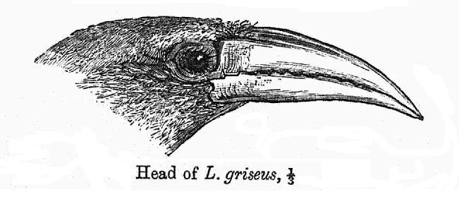 Malabar Grey Hornbill, Ocyceros griseus.jpg