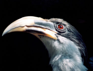 Ceylon or Sri Lanka Grey Hornbill (Ocyceros gingalensis).jpg
