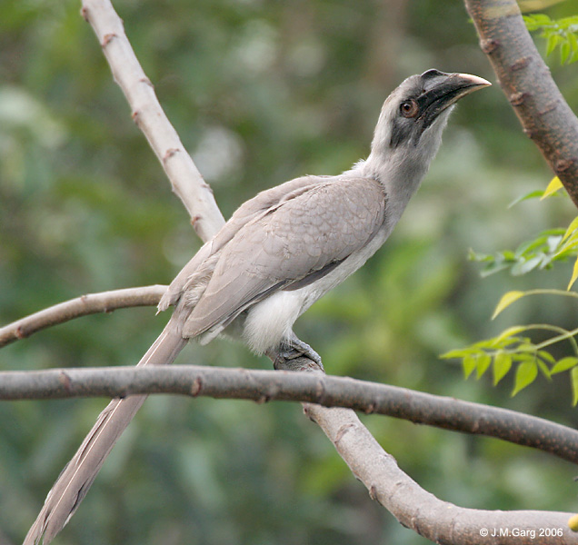 Indian Grey Hornbill (Ocyceros birostris) I IMG 9029.jpg